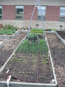 Family of 4 Garden, May 5