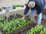 Harvesting salad