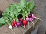 Radish bunch