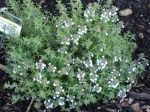 Orange Balsam Thyme