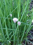 Chive blooms
