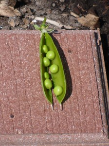 Fresh Peas