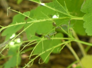 Skeletonized Currant