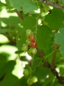 Red Currant