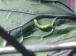 Imported Cabbageworm