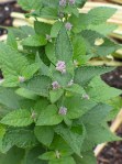 Anise Hyssop