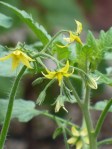 Tomato Blooms
