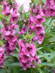 Angelonia