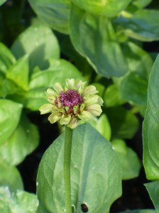 Queen Red Lime Zinnia