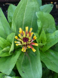 Zowie Zinnia
