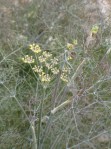 Bronze Fennel Bloom