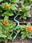 Snake in the Zinnias