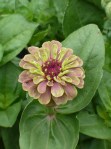 Unique Zinnia