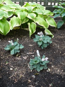 Mouse Ears in Context