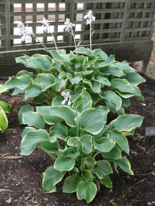 Blooming Hosta