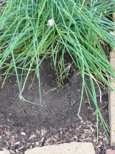 Chive Burrow