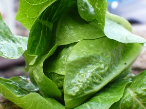 Sherwood Lettuce
