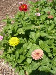 Benary's Giant Mix Zinnia