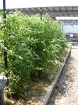 Cherry Tomato Hedge