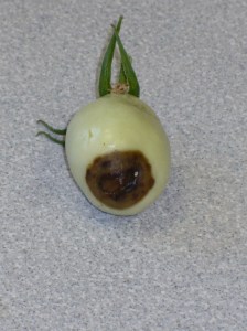 Blossom End Rot