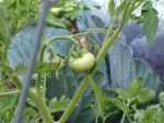 First Tomato