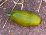 Green Sausage first fruit
