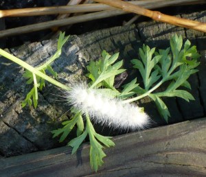 White fuzzy caterpillar