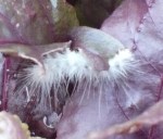 White Caterpillar on Beets