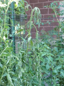 Fusarium Wilted Tomato