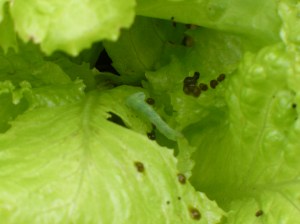 Lettuce caterpillar