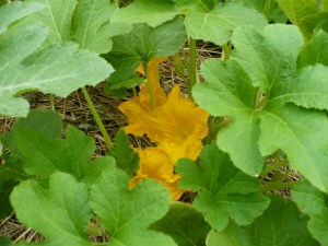 Squash Blooms