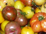 Tomatoes_034