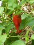 Red Padron Pepper