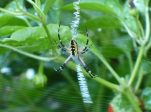 Garden Spider