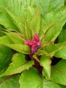 Celosia in bloom