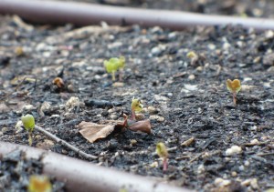 Radish Seedlings