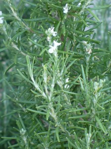 Rosemary Flowers