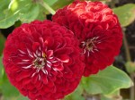 Red Zinnias