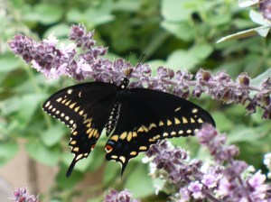 Black Swallowtail