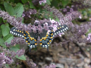 Black Swallowtail 2