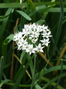 Garlic Chives 