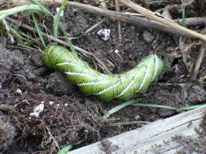 Hornworm 