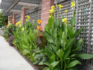 Cannas
