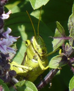 Big Green Grasshopper