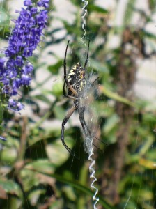 Garden Orb Spider