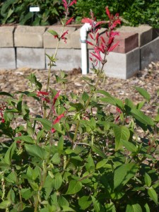 Pineapple Sage blooms