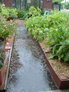 Soggy Garden