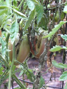 Cracked Romas