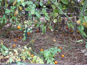 Dropped Cherry Tomatoes
