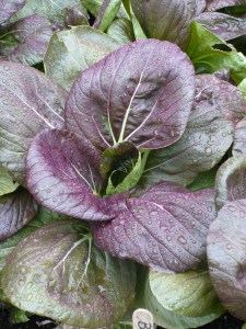 Purple Choy in the Rain